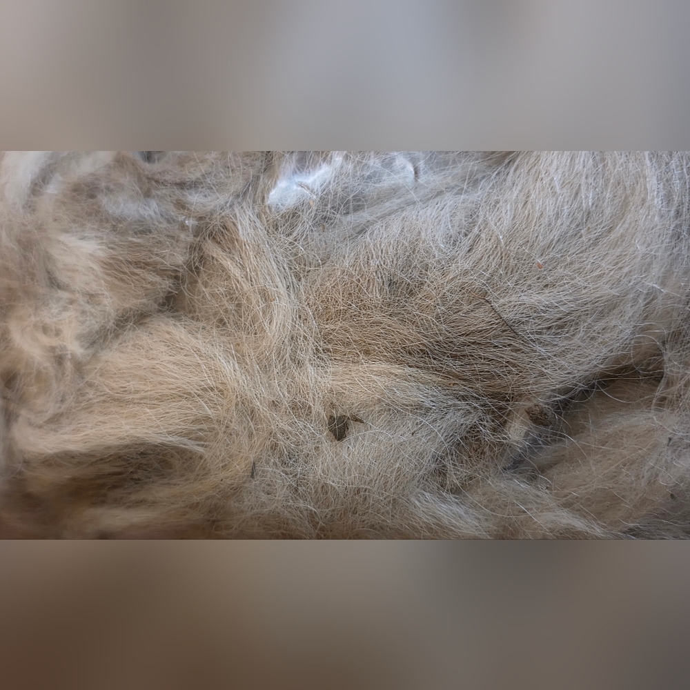 One Pound Of Unprocessed Alpaca Fiber In Brown And Cream Colors - Picture 8 of 8